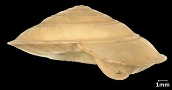 Media type: image;   Malacology 73590 Aspect: lateral